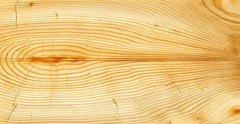 Realistic panoramic texture of the tallest green tree in the world, made in t Stock Illustration