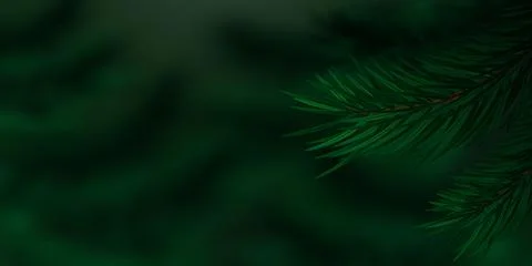 Realistic pine or spruce branches on blurred background. Stock Illustration