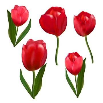 Realistic pink and red vector tulips set. Stock Illustration