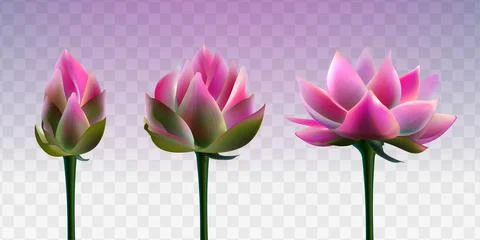 Realistic pink lotus flowers with opening bud Stock Illustration