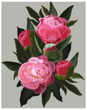 Realistic pink peonies. Vector flower illustration Stock Illustration