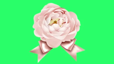 Realistic pink rose isolate on green background Video stock 252994723