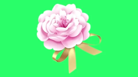 Realistic pink rose isolate on green background 	 Video stock 252995528