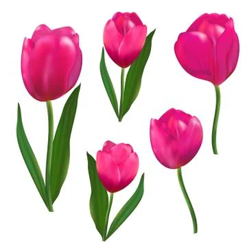 Realistic pink  vector tulips set. Stock Illustration