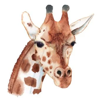 Realistic portrait of giraffe. Stock Illustration