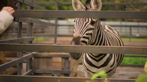Realistic Portrait of Zebra Interacting with Visitor in Zoo Setting, Educational Stock Footage 325085920