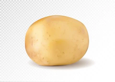 Realistic potato, 3d vector illustration Illustrazione stock