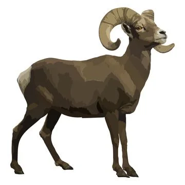 Realistic ram, side view, isolated farm animals. Stock Illustration