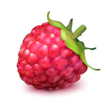 Realistic raspberries object Stock Illustration