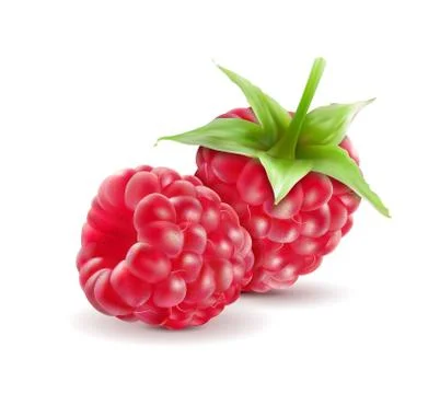 Realistic Raspberry, Fresh Sweet Fruit, Isolated on white Background, Hand Drawn Stock Illustration