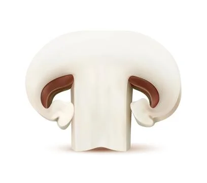 Realistic raw sliced champignon 3d vector mushroom Ilustración de archivo