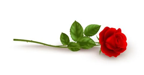 Realistic red rose lying on white background. Vector illustration Stock Illustration