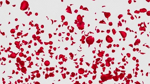 Realistic Red Rose Petal Cluster Gently Falls and Disappears, Alpha Stock Footage 343979686