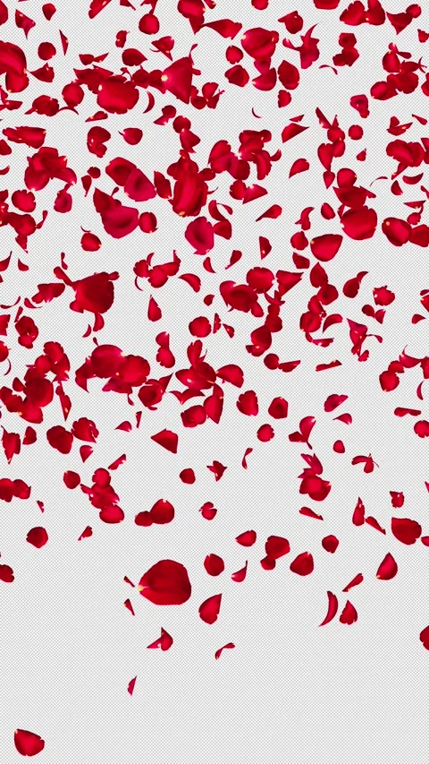 Realistic Red Rose Petal Cluster Falls and Disappears, Vertical, Alpha Stock Footage 343979767