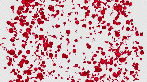 Realistic Red Rose Petals Burst from Center and Gently Fall, Alpha Stock Footage 343979246