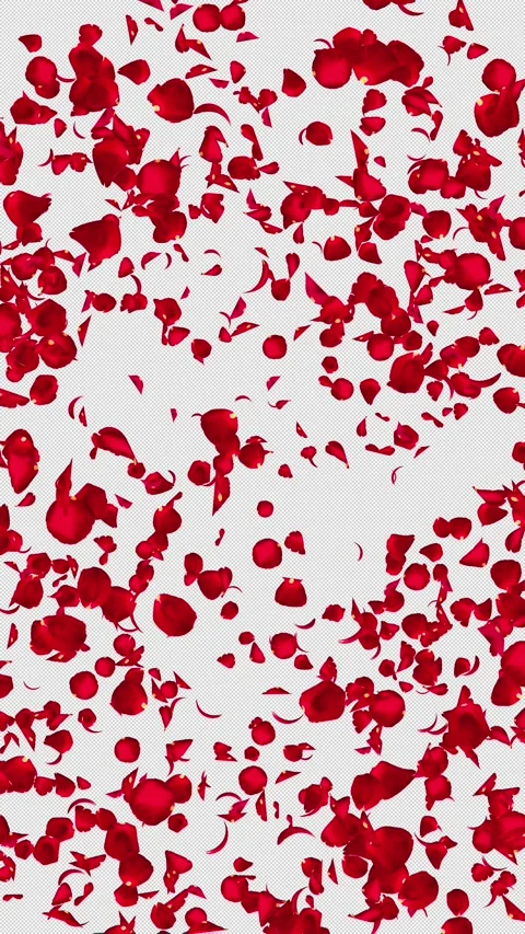 Realistic Red Rose Petals Center Burst and Fall, Vertical, Alpha Stock Footage 343979205