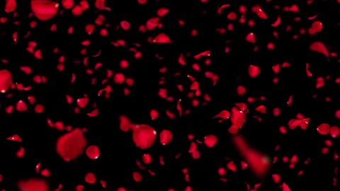 Realistic Red Rose Petals Diagonal Fall with Bokeh, Seamless Loop Stock Footage 343979962
