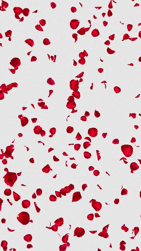 Realistic Red Rose Petals Falling, Vertical Seamless Loop, Alpha Stock Footage 343980212