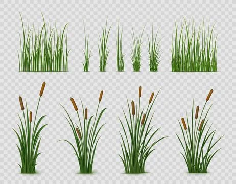 Realistic reed, sedge or grass, green plant leaves Stock Illustration
