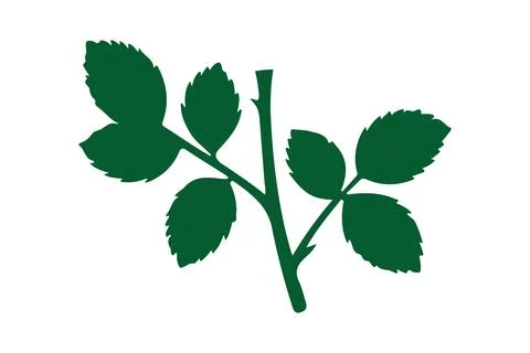 Realistic with rose leaves Vector Image Stock Illustration