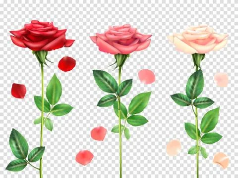 Realistic Roses Set Stock Illustration
