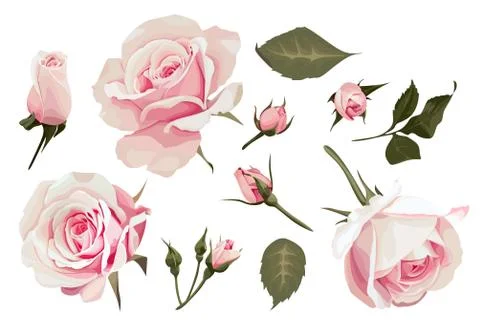 Realistic Roses Vector Clip Art Pink Flower image Stock Illustration
