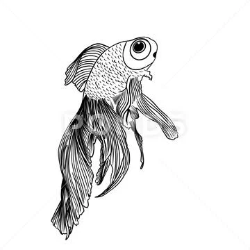 Realistic sea fish in black lines graphic: Royalty Free #152656690