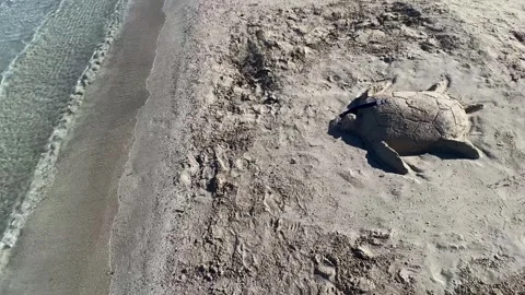 Realistic sea turtle made with beach sand on seashore holiday concept Stock Footage 278851464