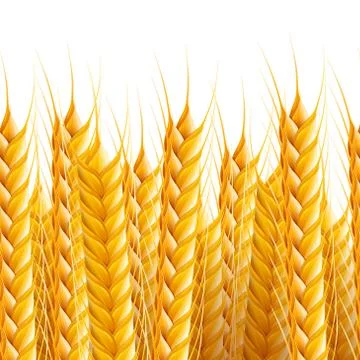 Realistic seamless wheat background Stock-Illustration