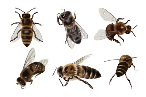 Realistic set of honey bees. Close-up of watercolor honey bees Illustrazione stock