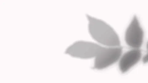 Realistic shadow of branch with pointed broad leaves cast on white background 動画素材 346907379