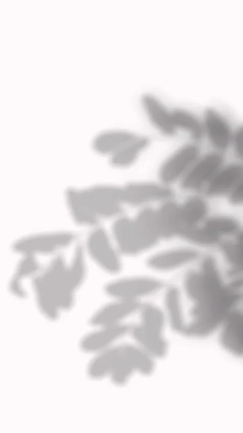 Realistic shadow overlay of an acacia tree branch with tiny round leaves. E.. Stock Footage 346907385