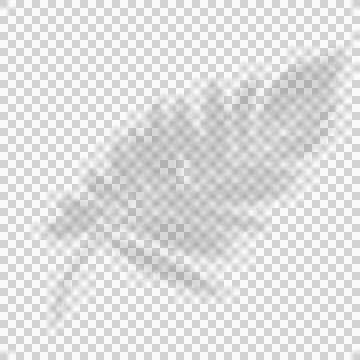 Realistic shadow of palm tree. shadow of tropical leaves. Applicable for la.. Stock Illustration