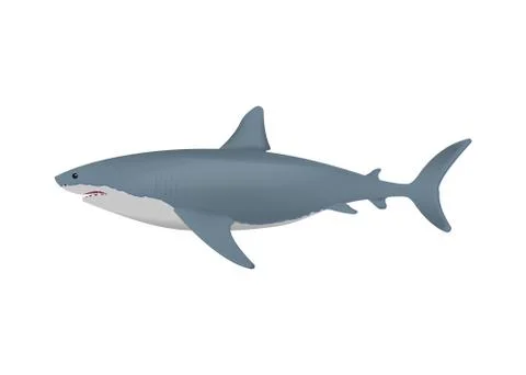 Realistic shark isolated on white background. Vector illustration. Stock Illustration