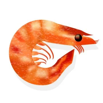 Realistic shrimp isolated Stock-Illustration