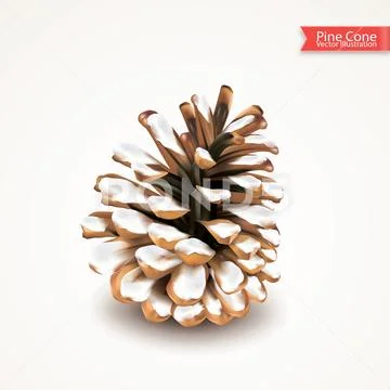 Realistic single dry pine cone with snow isolated on white background. Object Stock Illustration