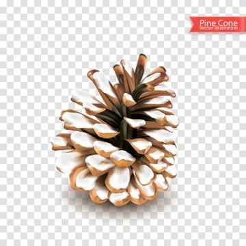 Realistic single dry pine cone with snow isolated on transparent background.  Stock Illustration