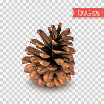 Realistic single dry pine cone isolated on transparent background. Object for Stock Illustration