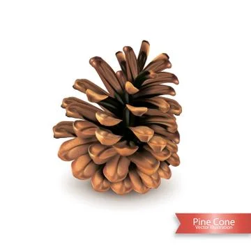 Realistic single pine cone isolated on white background. Object for design. V Stock Illustration