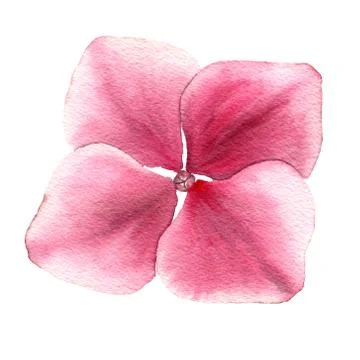 Realistic single pink hydrangea flower isolated on white Stock Illustration