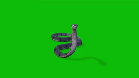 Realistic Snake Bite Animation Deadly Venom &amp; Front Walk on green screen Stock Footage 312534109