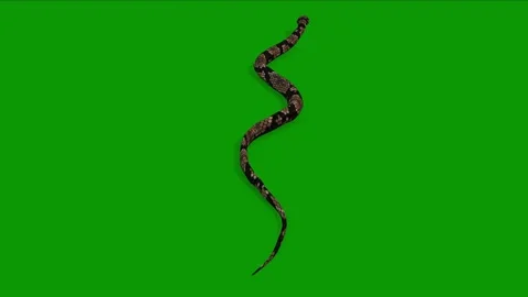 Realistic Snake Run Fast Back Side 3D Rendering Animation On Green Screen Stock Footage 311992080