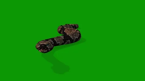 Realistic Snake Run Fast Front 3D Rendering Animation On Green Screen Stock Footage 311992096