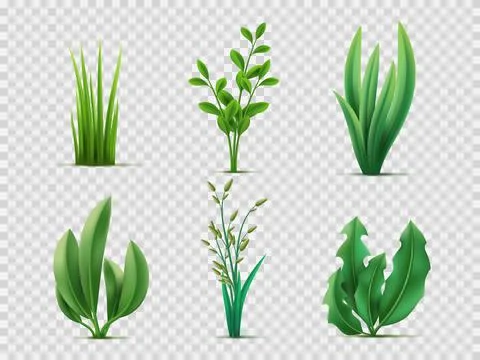 Realistic spring grass. Green meadows plants and herbs, lawn grass, broad leaves Illustrazione stock