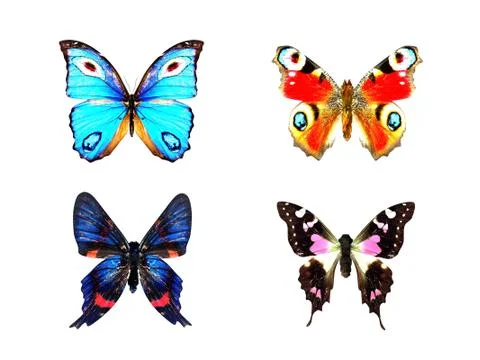 Realistic stuffed butterfly Stock Illustration