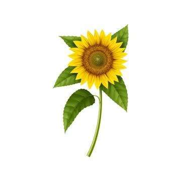 Realistic sunflower, isolated 3d garden plant Stock Illustration