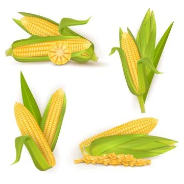 Realistic sweet corn set, vector isolated illustration Illustrazione stock