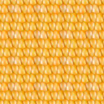 Realistic texture corn, vector illustration. 스톡 일러스트