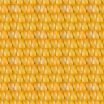 Realistic texture corn, vector illustration. Stock Illustration