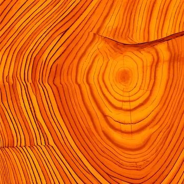 Realistic texture of the tallest green tree in the world, made in the USA - V Stock Illustration